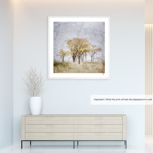 Etosha Trees
