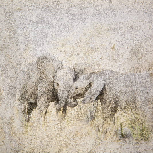Elephant Babies