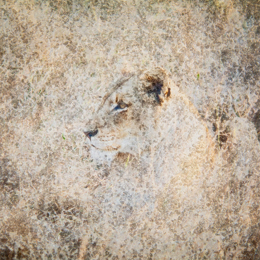 Lioness