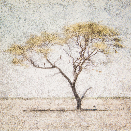 Acacia