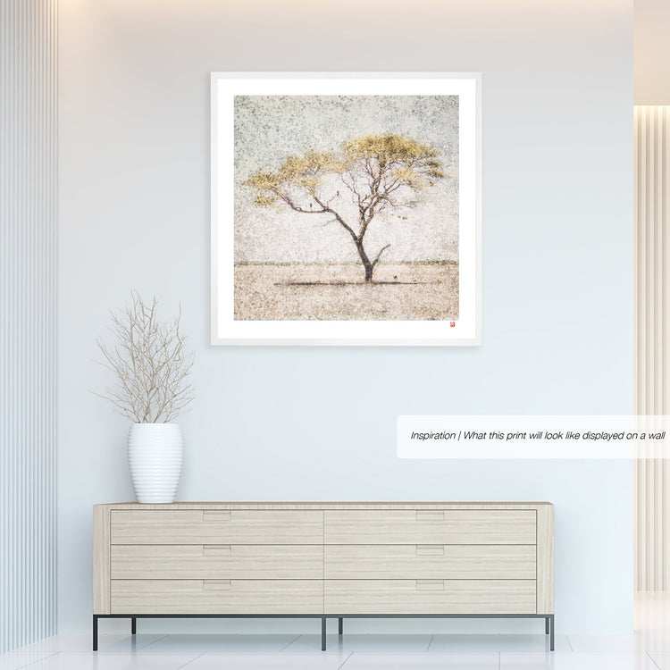 Acacia