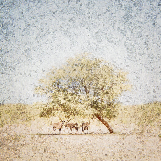 Gemsbok