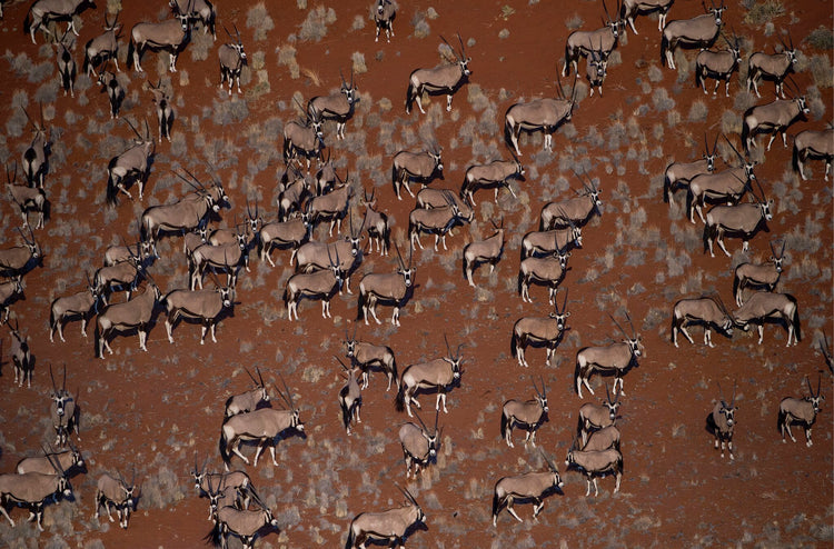 Oryx in 3D
