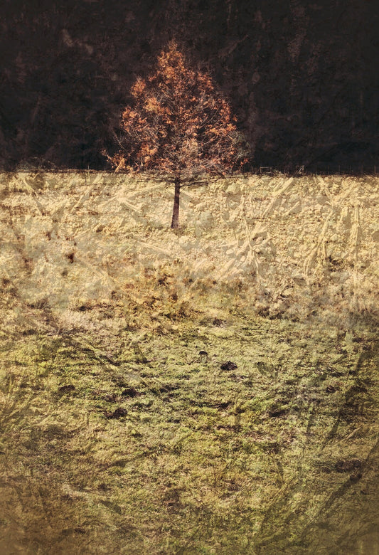 Quintessence No.5
