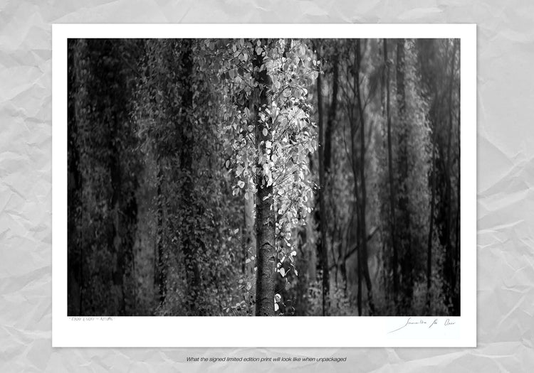 Ebony & Ivory - Autumn