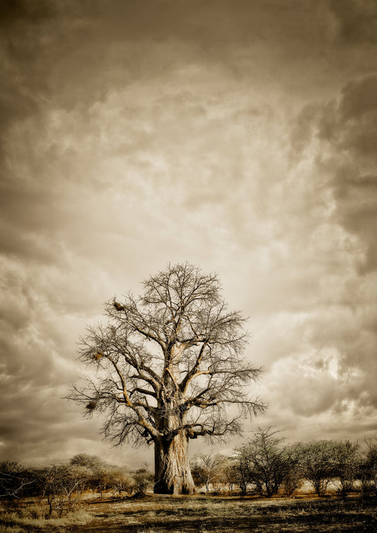 Baobab Hierarchy No.2