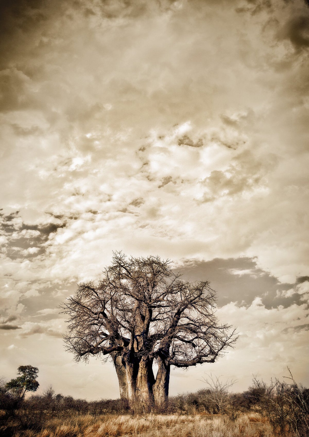 Baobab Hierarchy No.3 by Klaus Tiedge, an old baobab with a heavy trunk, alone on the plain