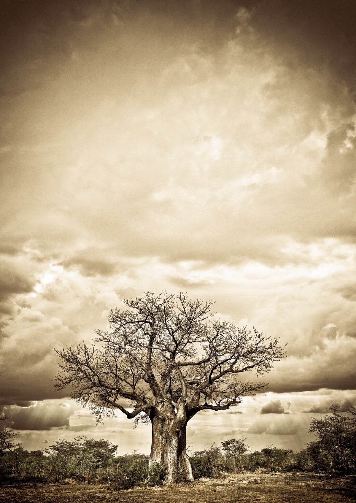 Baobab Hierarchy No.4 by Klaus Tiedge, a broad baobab under towering cloud