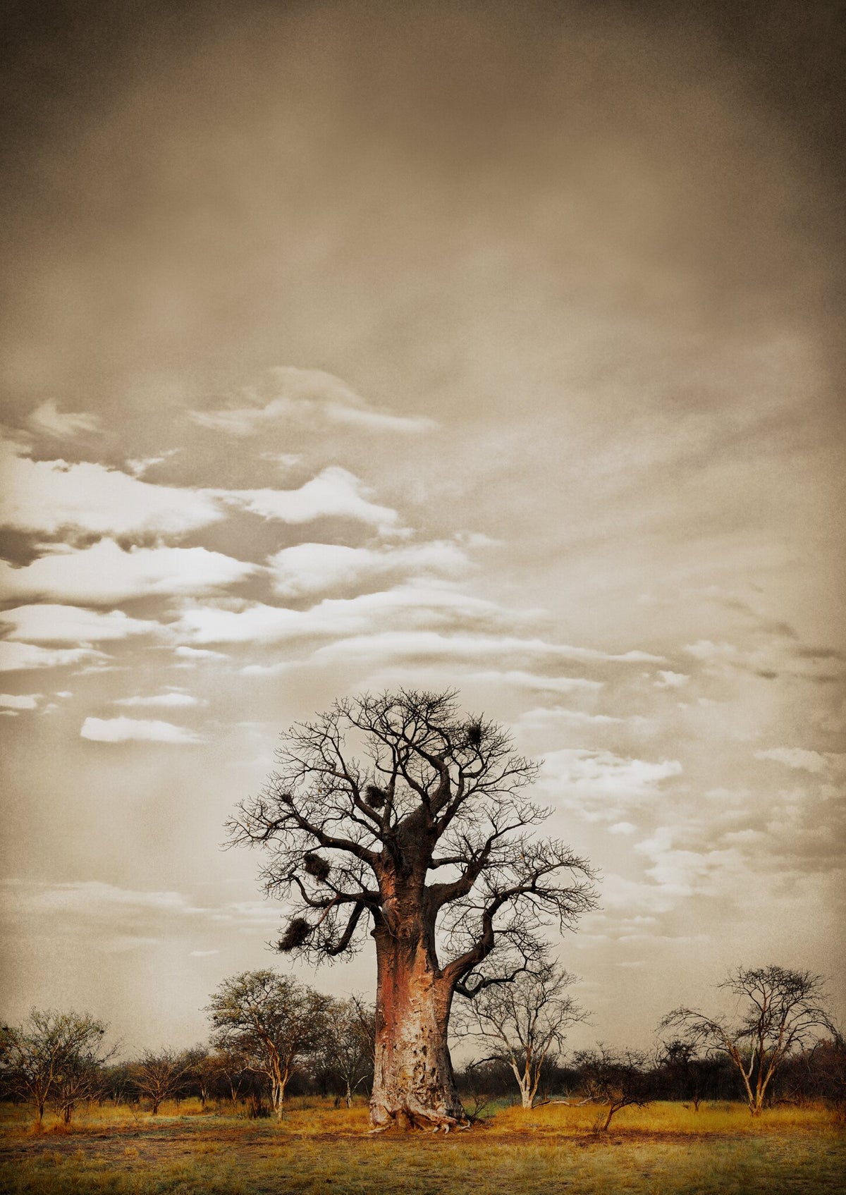 Baobab Hierarchy No.5 by Klaus Tiedge, a baobab in low light, the grass warm around it