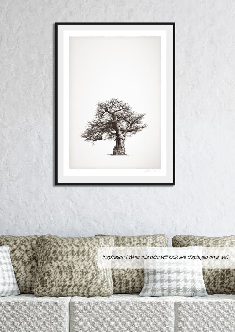 Baobab Legacy No.1