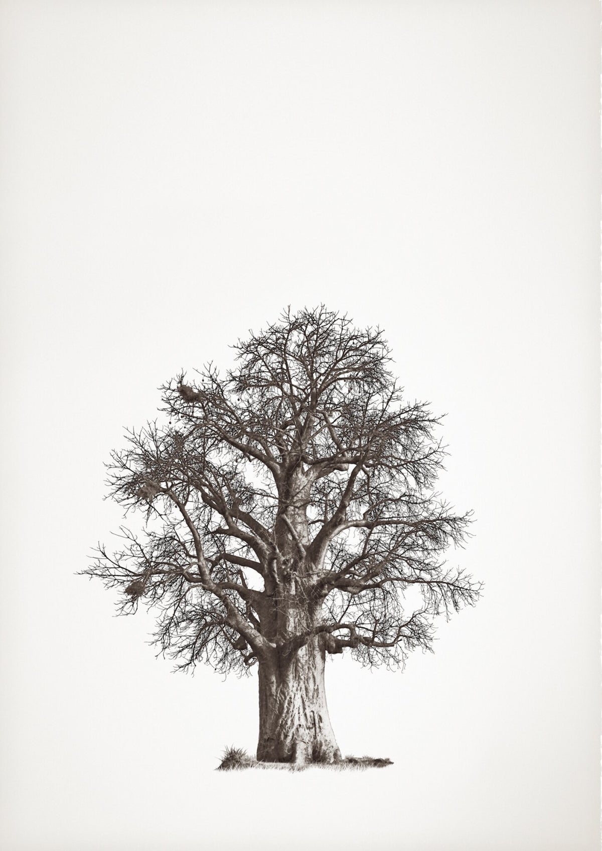 Baobab Legacy No.2 by Klaus Tiedge, a tall baobab, its crown spreading in fine line