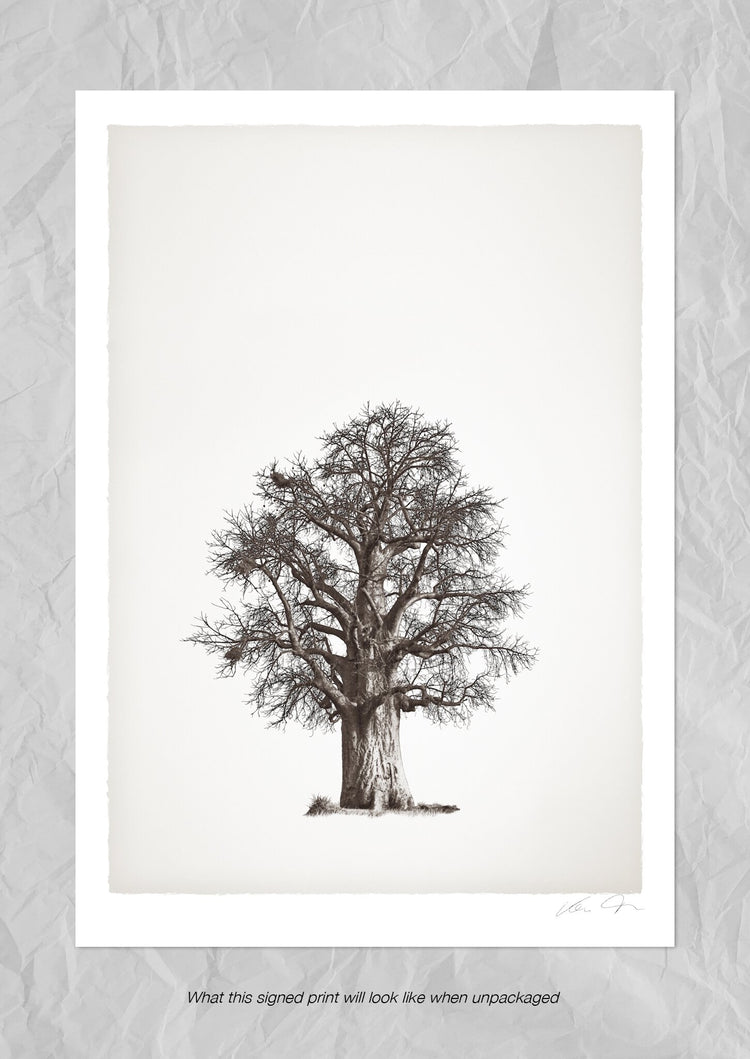 Baobab Legacy No.2