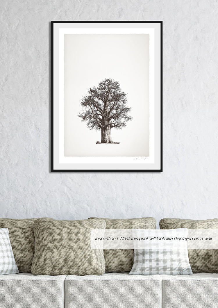 Baobab Legacy No.2