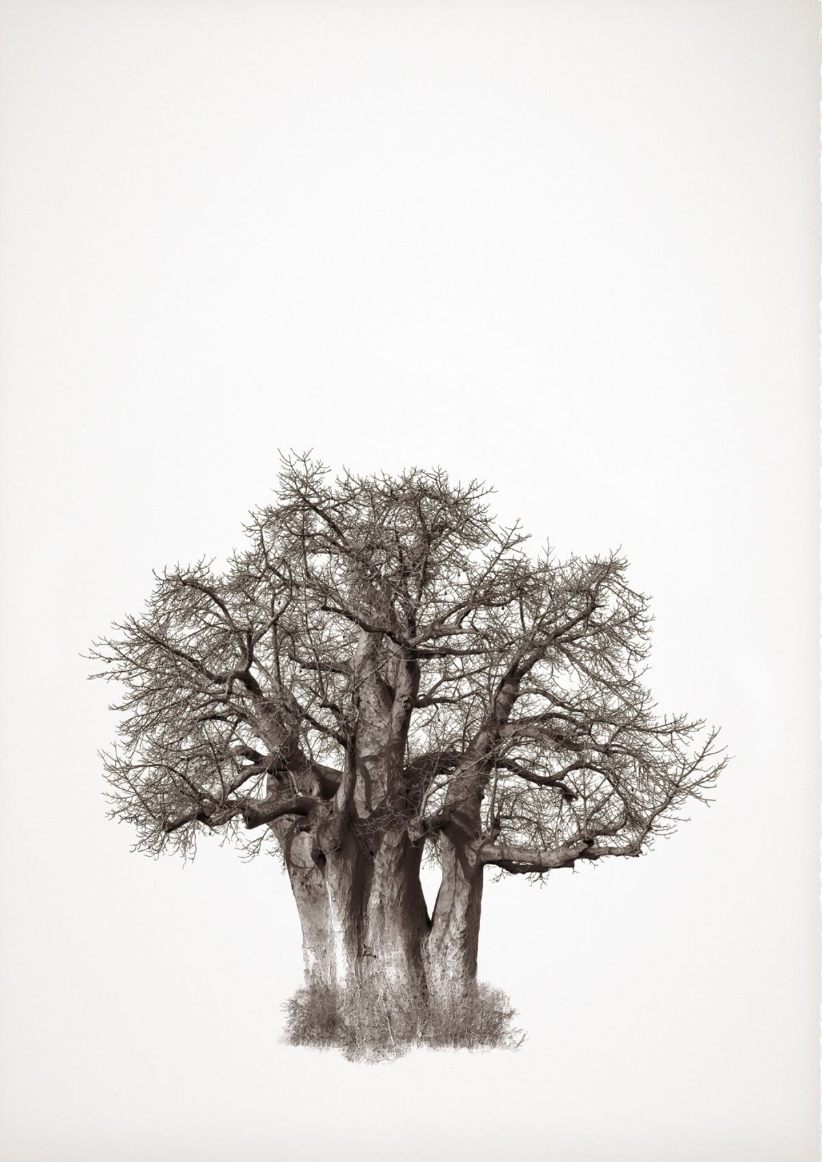 Baobab Legacy No.3 by Klaus Tiedge, a classic baobab, wide and low, drawn in fine line