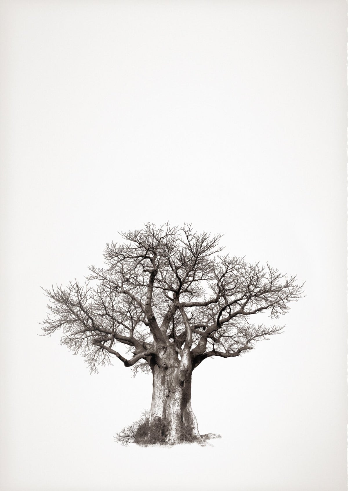Baobab Legacy No.4 by Klaus Tiedge, a baobab with a deep, weathered trunk, drawn in fine line