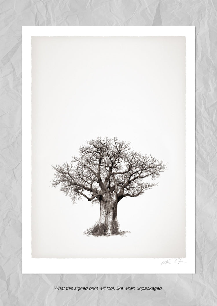 Baobab Legacy No.4