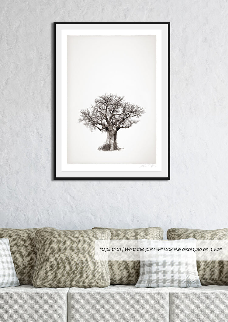 Baobab Legacy No.4