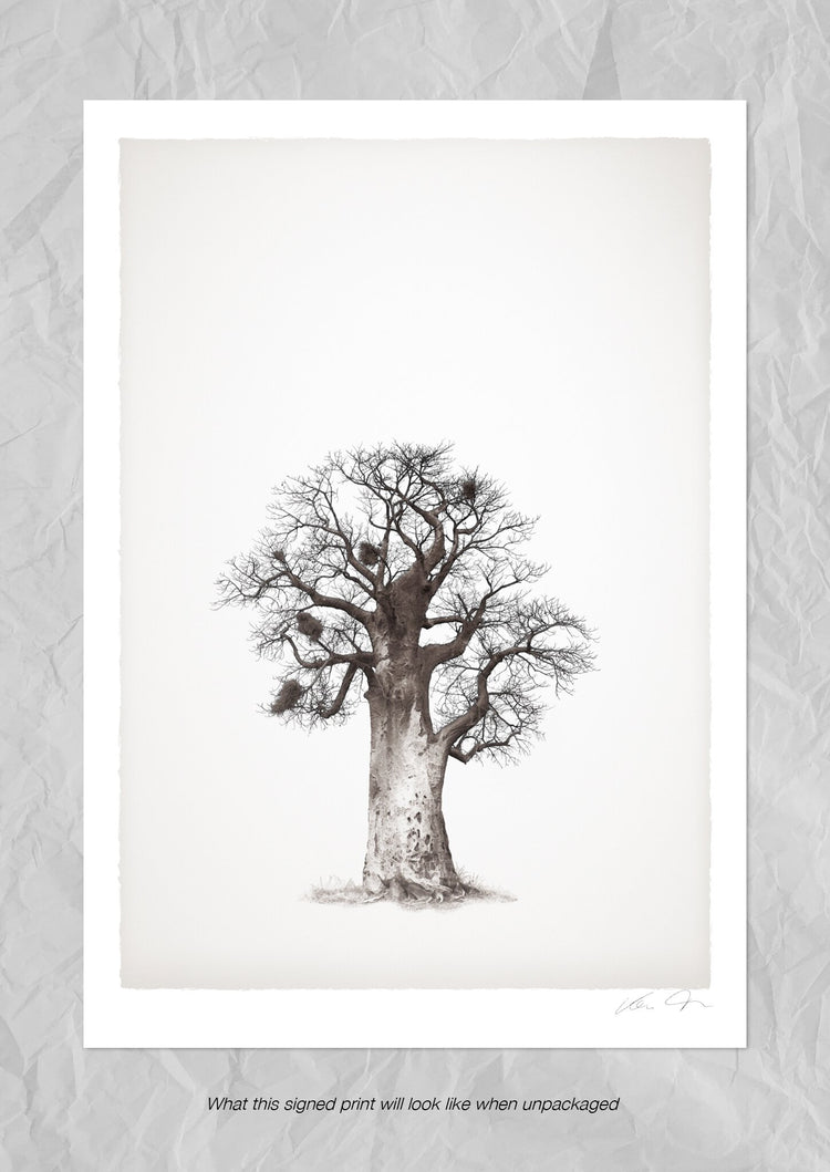 Baobab Legacy No.5