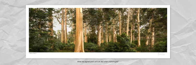 Cecilia Forest