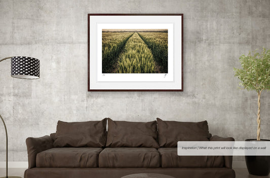 Wheatfield with Tractor Tracks