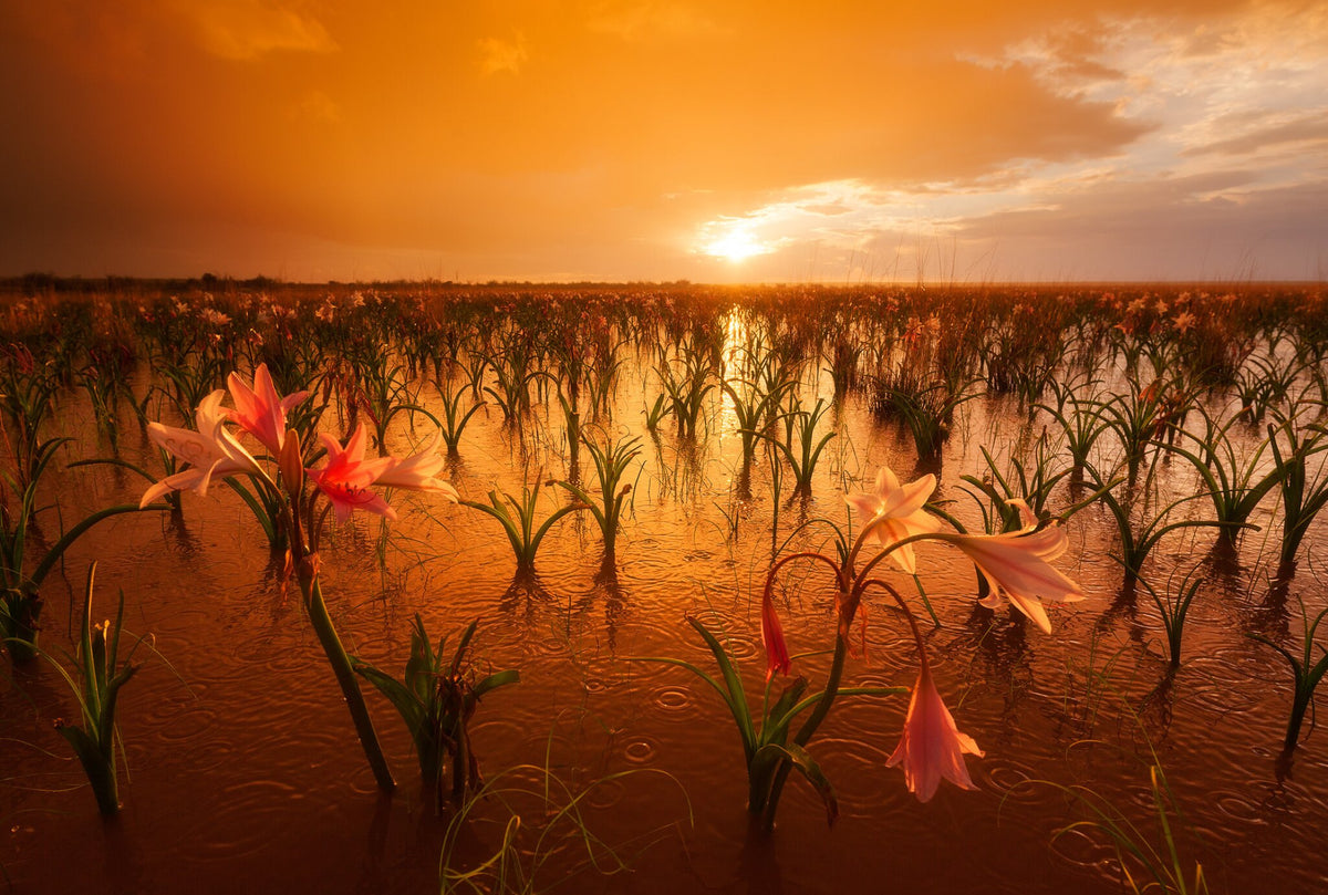 Sandhof Lilies by Hougaard Malan, lilies in the last light of the day in Namibia