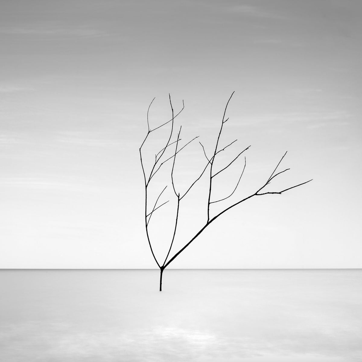 Silver Waters No.1 by Samantha Lee Osner, a tree silhouetted against still water