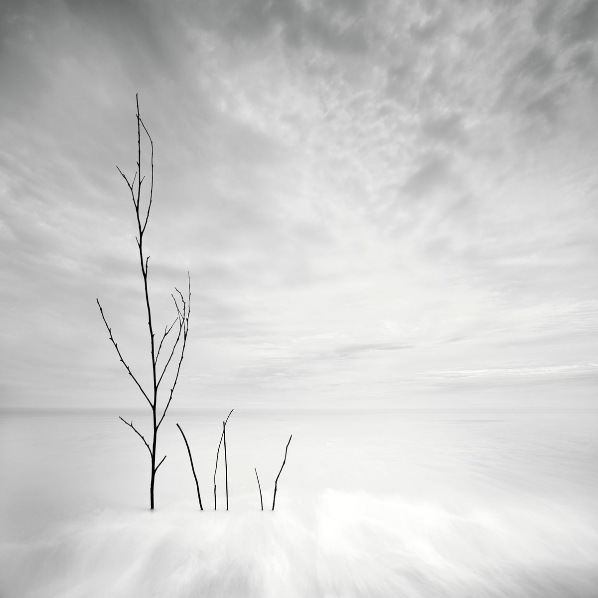 Silver Waters No.3 by Samantha Lee Osner, a tree silhouetted against still water