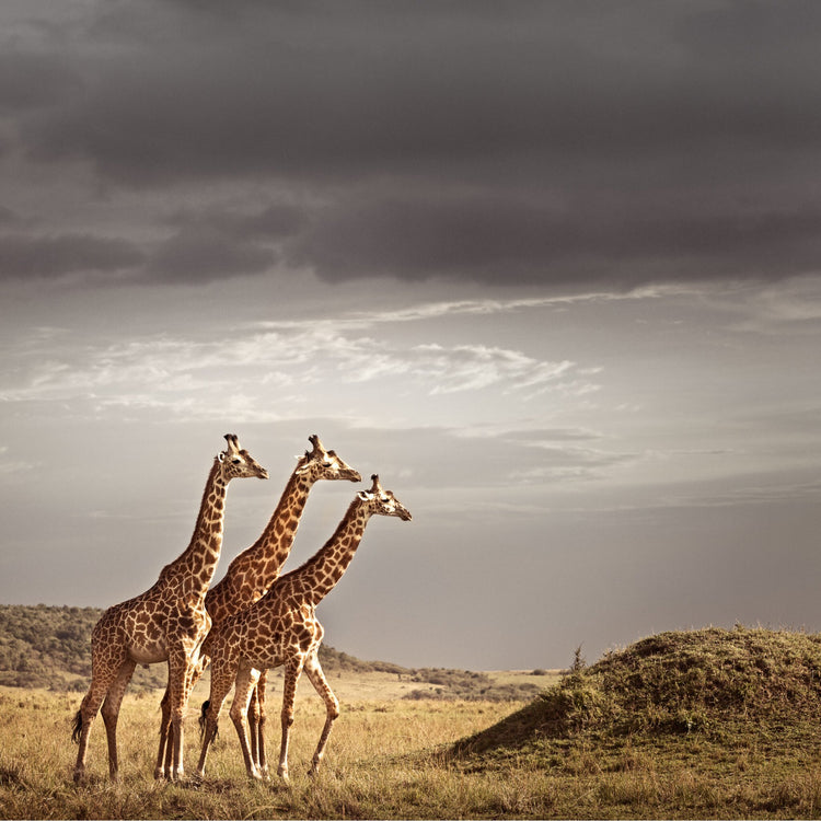 Trilogy No.1 | Pride of Africa