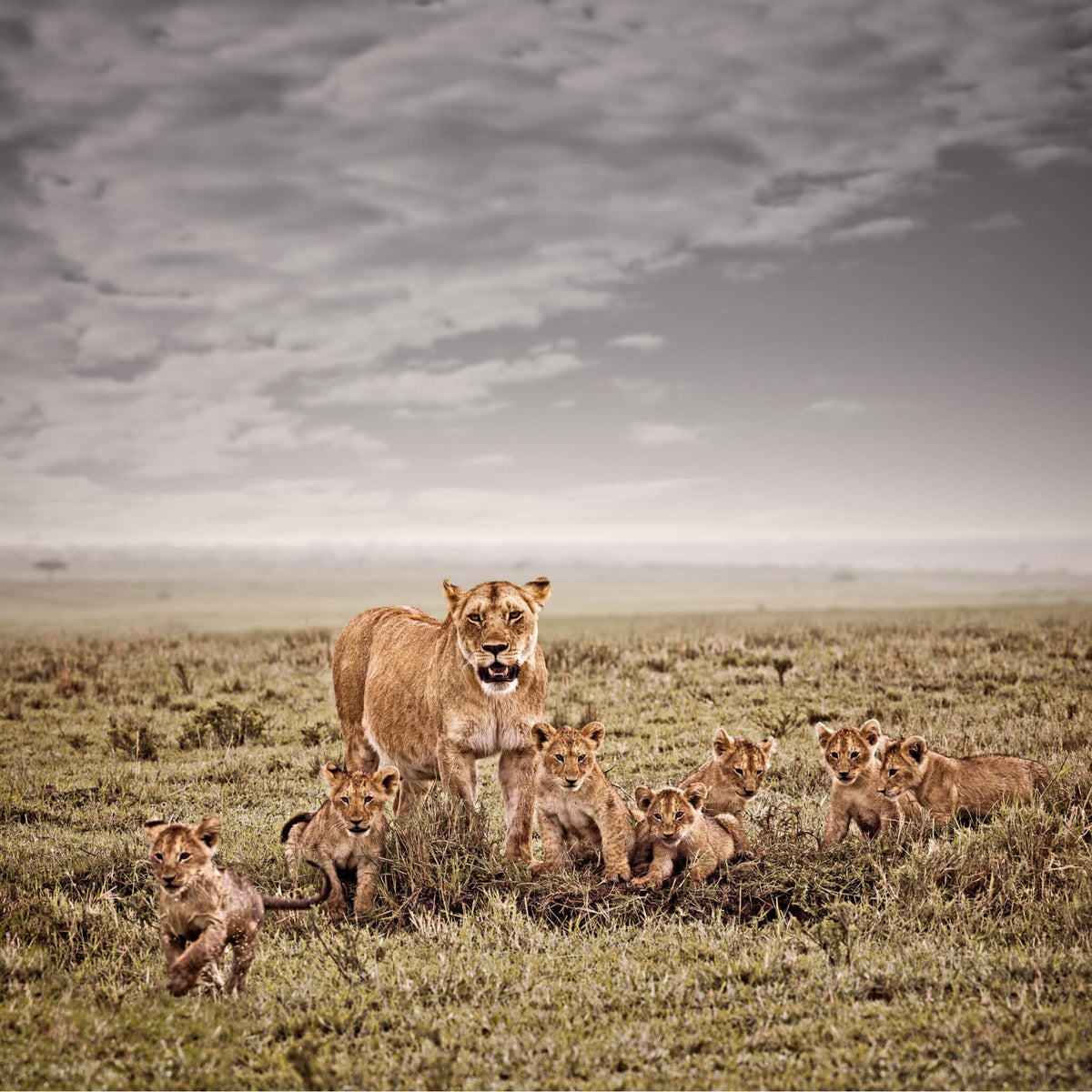 Mara Harmony No.1 | Pride of Africa