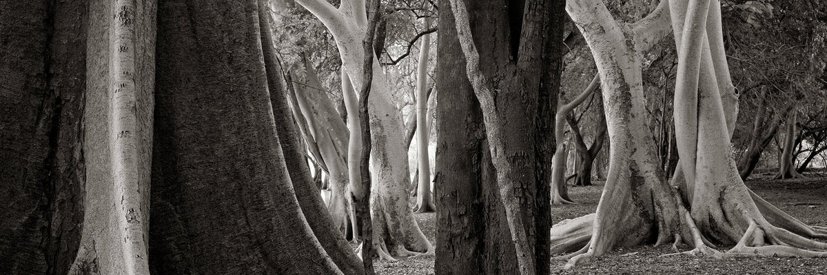 Ndumo Forest, Black and White