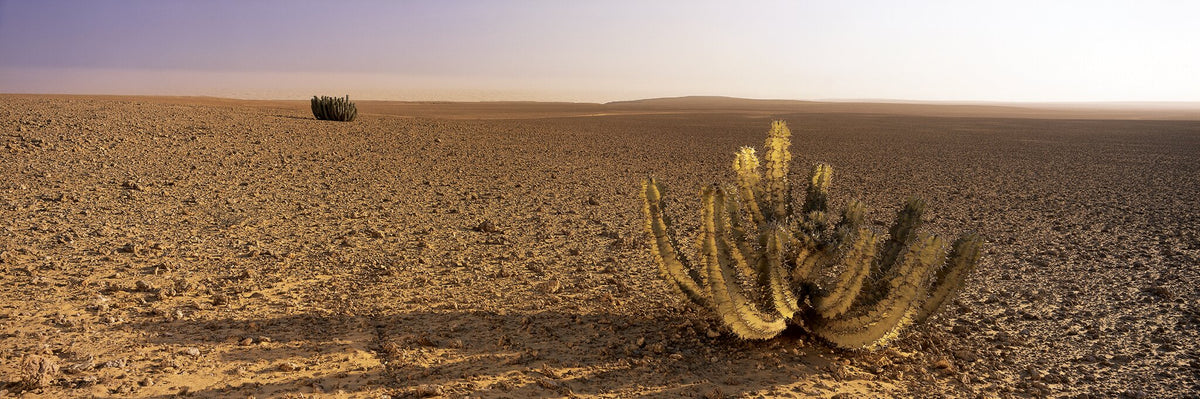 Euphorbia Duet by Koos van der Lende, euphorbias in the desert