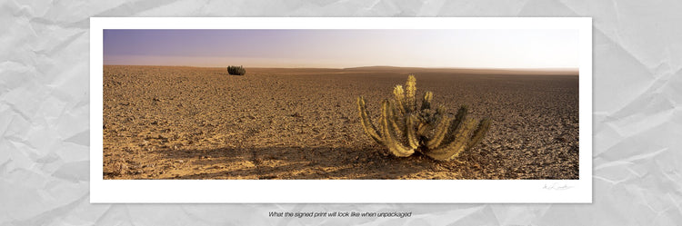 Euphorbia Duet