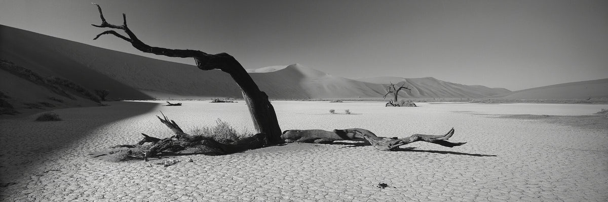 Dead Vlei by Koos van der Lende, black and white dead trees in a Namibian clay pan