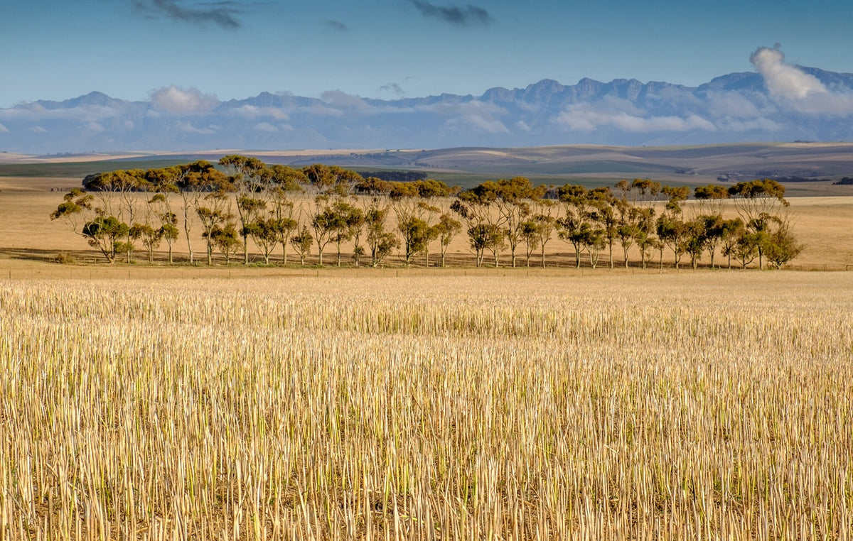 After Harvest by Peter Corbett, a landscape photograph