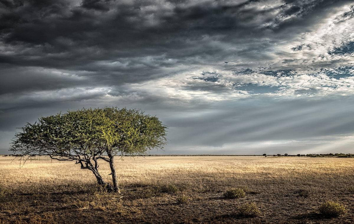 Lone Ghost Tree by Peter Corbett, a landscape photograph