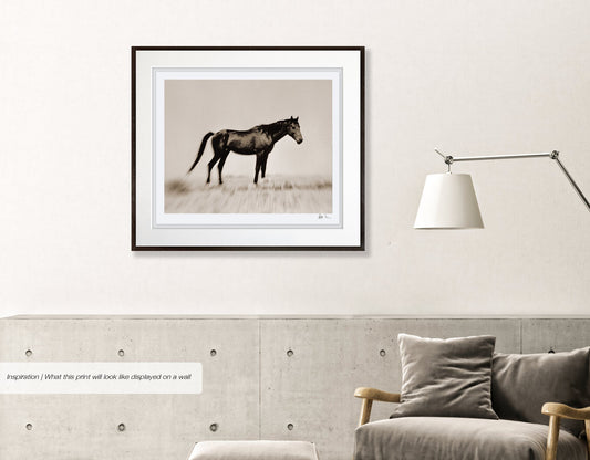 Wild Horses of the Namib No.2