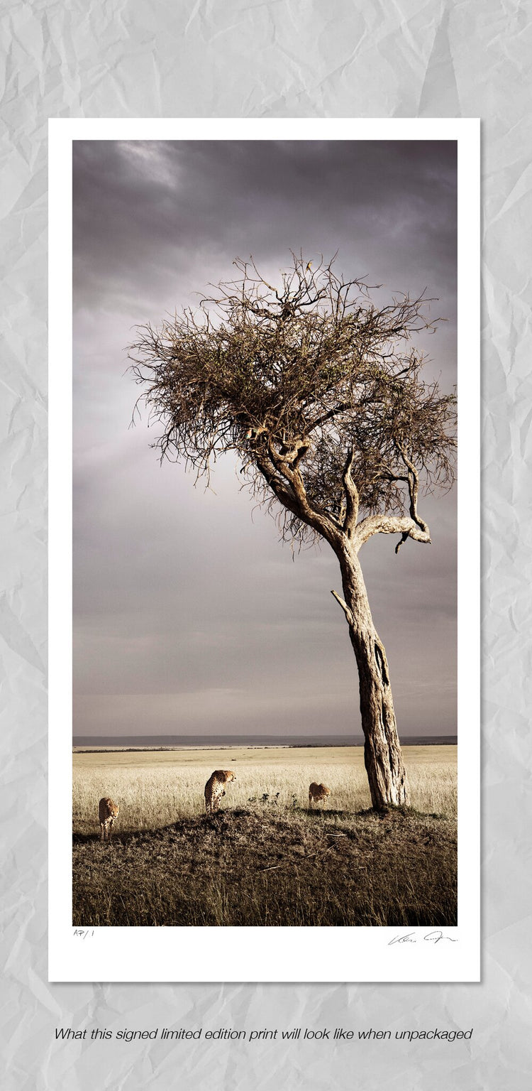 Brotherhood No.3 | Pride of Africa