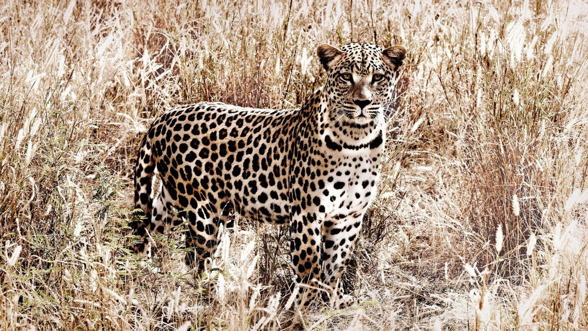Animal & Wildlife