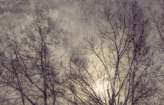 Silence in the light No.4
