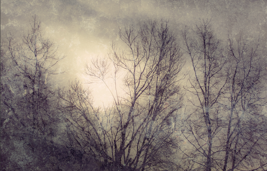 Silence in the light No.5