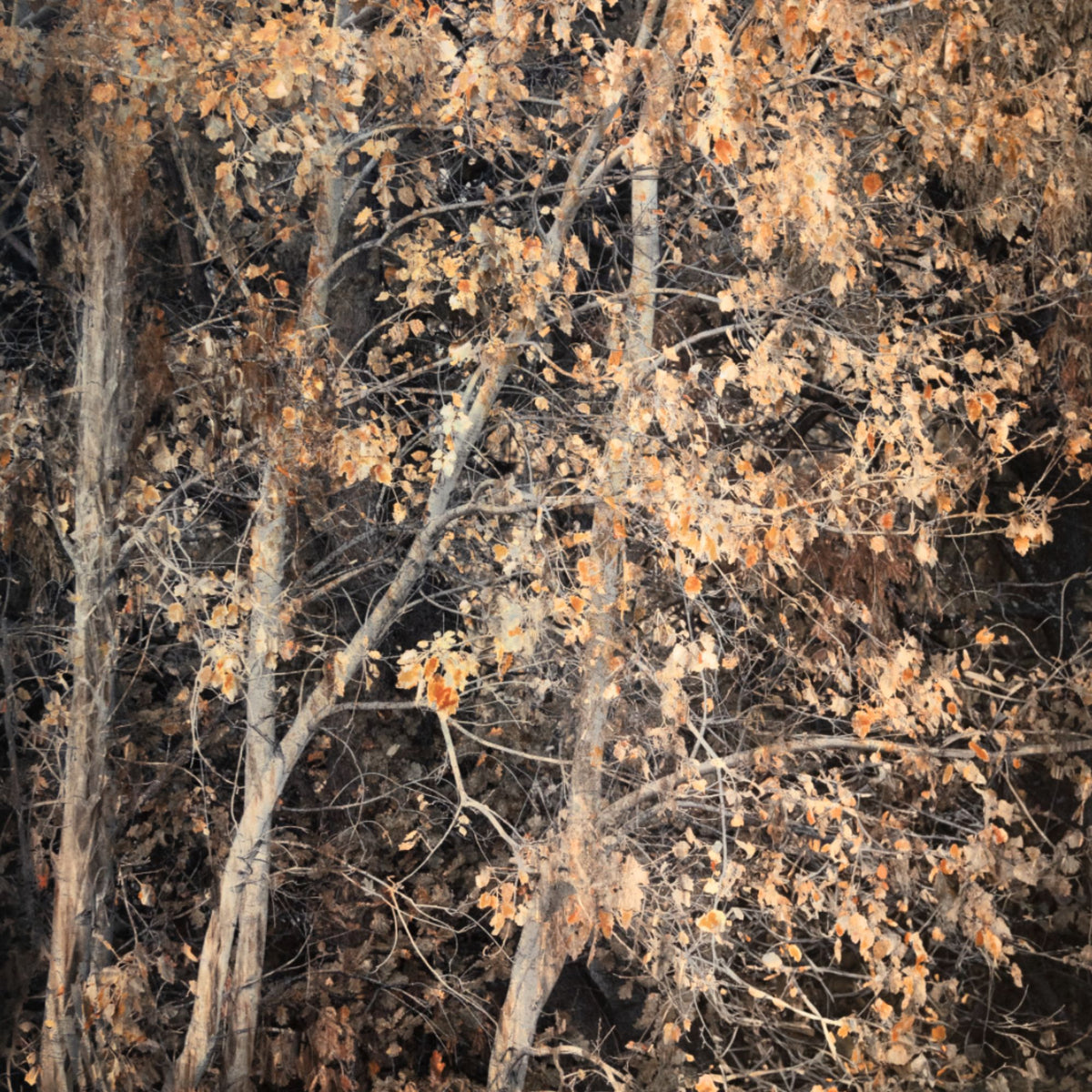 Shadows of Silence by Samantha Lee Osner, a forest in autumn hues