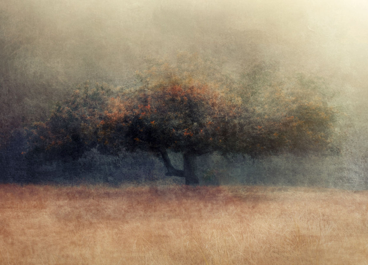 Hollow Whisper by Samantha Lee Osner, a solitary old tree