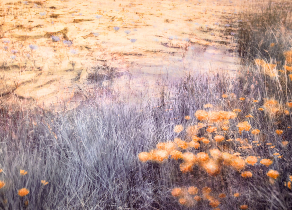 Harmony in Bloom by Samantha Lee Osner, a water lily garden painting in soft brushstrokes