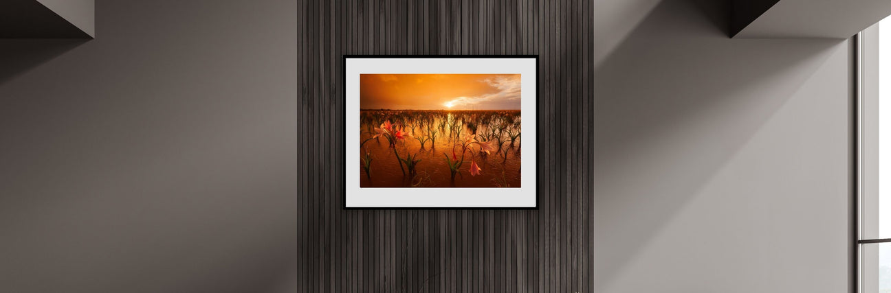 Hougaard Malan botanical fine art photography – floral sunset wall art