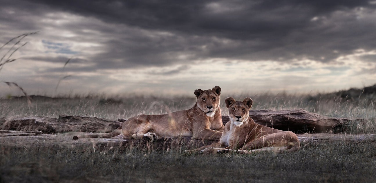 Two lions lying on a grassy plain with a dramatic sky, an fine art photography print in the Pride of Africa Collection by Klaus Tiedge