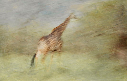 Expressions of the Wild - Giraffe