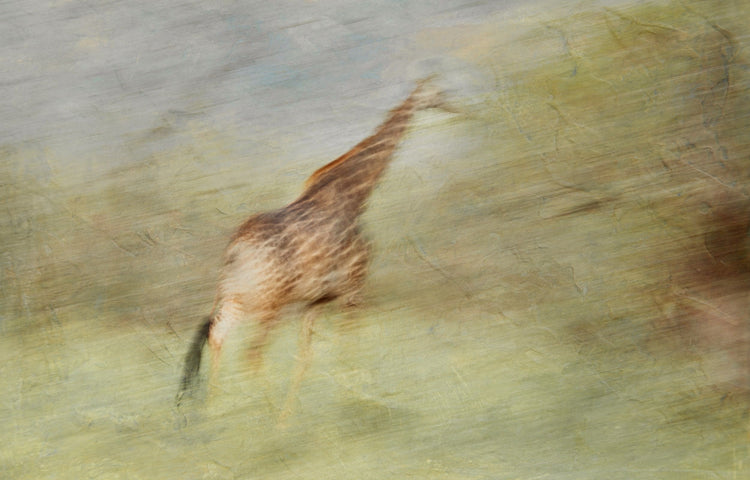Expressions of the Wild - Giraffe