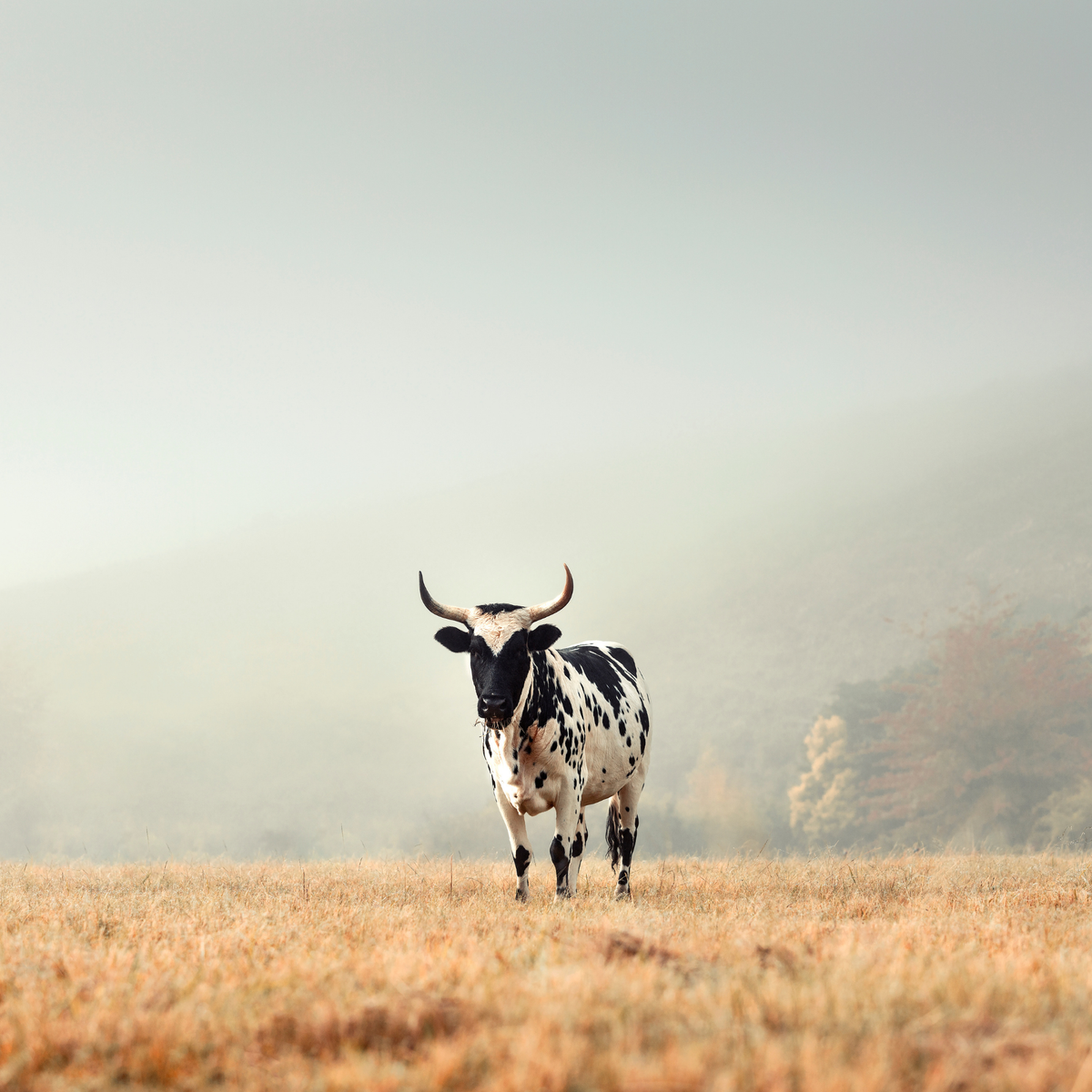 Sentinel of the Overberg