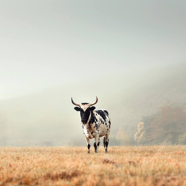 Sentinel of the Overberg