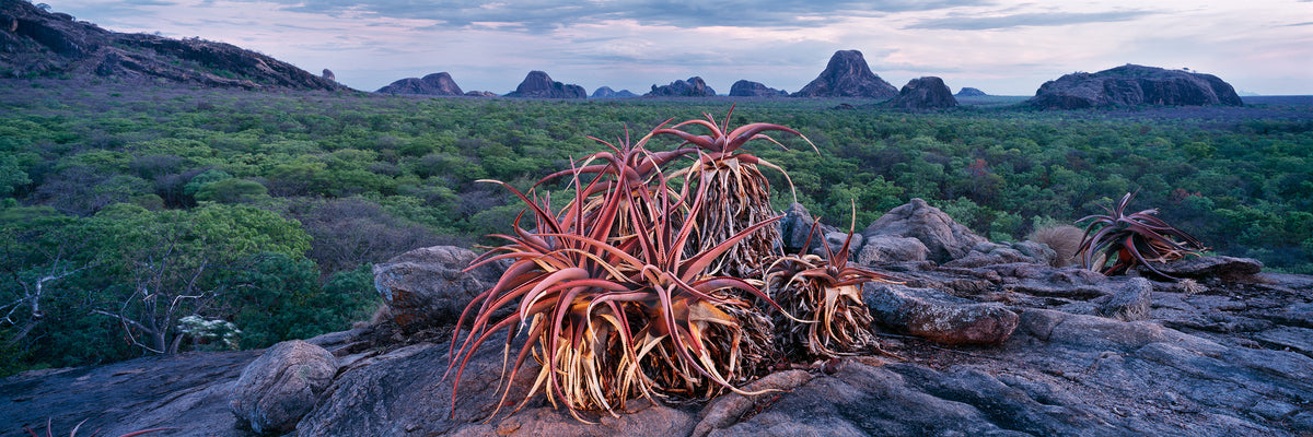 Aloe Mawii by Koos van der Lende, a glowing aloe on granite with inselbergs behind